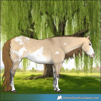 Horse Color:Buckskin Dun Sabino Frame Varnish 