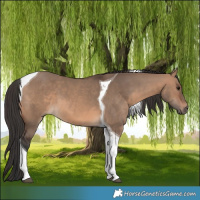 Horse Color:Brown Dun Tobiano 