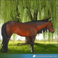 Horse Color:Brown Sabino 