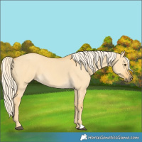 Horse Color:Palomino Dun 