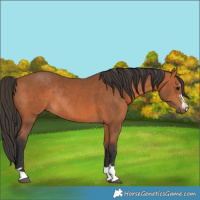 Horse Color:Bay Rabicano 