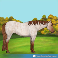 Horse Color:Red Dun Roan 