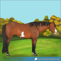 Horse Color:Bay Splash Frame 