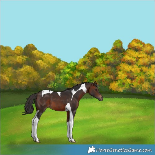 Horse Color:Brown Tobiano 