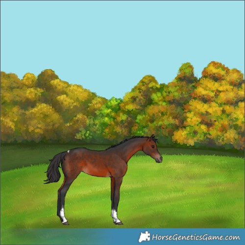 Horse Color:Brown Tobiano 