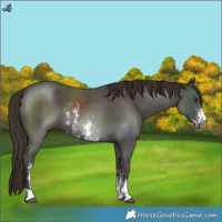 Horse Color:Liver Chestnut Sabino 