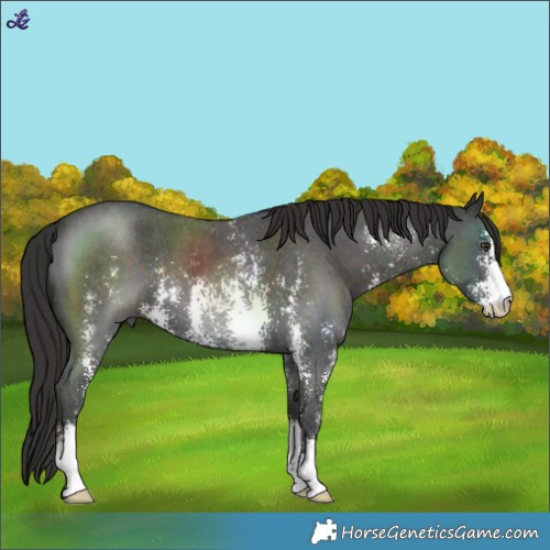 Horse Color:Liver Chestnut Sabino 