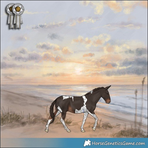 Horse Color:Liver Chestnut Tobiano 