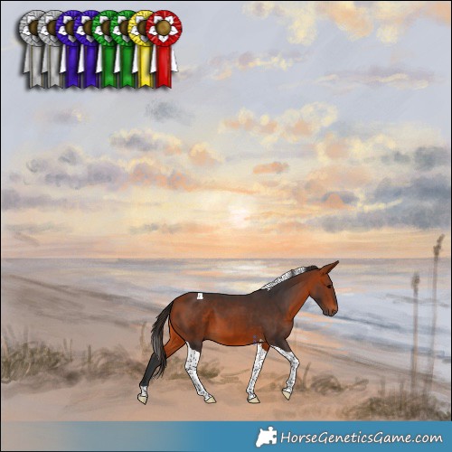 Horse Color:Bay Tobiano 