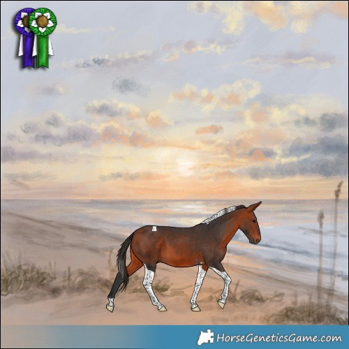 Horse Color:Bay Tobiano 