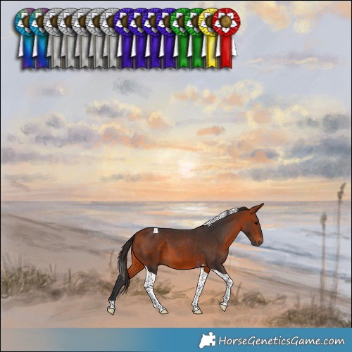 Horse Color:Bay Tobiano 
