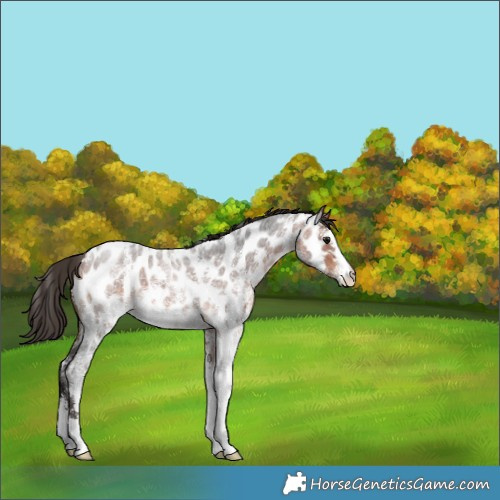 Horse Color:Bay Roan Sabino Appaloosa