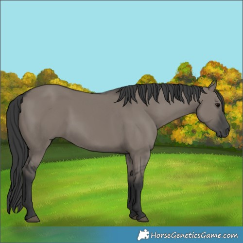 Horse Color:Grullo 