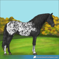 Horse Color:Black  and Black Appaloosa 