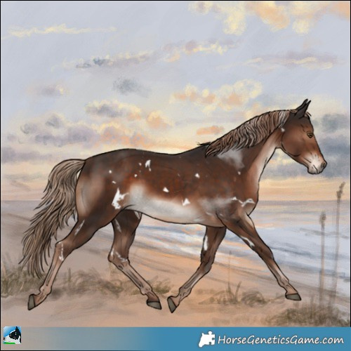 Horse Color:White Spotted Liver Chestnut 