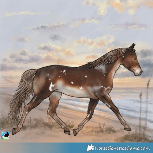 Horse Color:White Spotted Liver Chestnut 