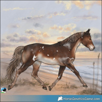 Horse Color:White Spotted Liver Chestnut