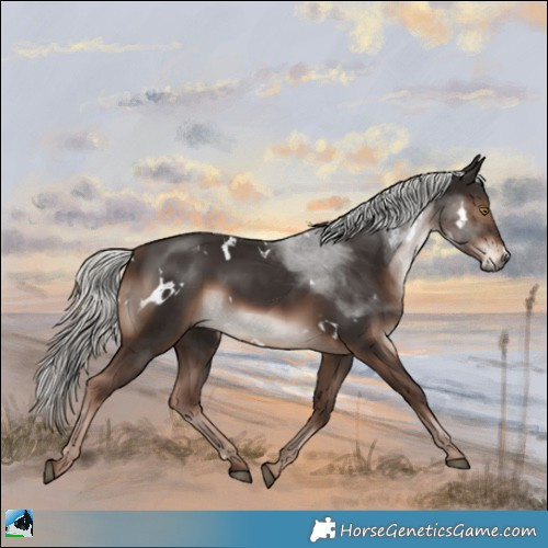 Horse Color:White Spotted Liver Chestnut Mushroom Rabicano 