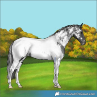 Horse Color:White Spotted Black Tobiano Near Fewspot Rabicano 