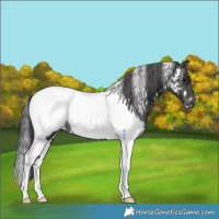 Horse Color:White Spotted Black Tobiano Near Fewspot Rabicano 