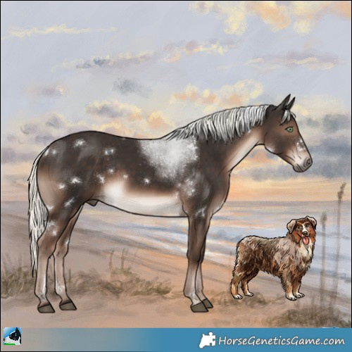 Horse Color:White Spotted Liver Chestnut Mushroom Rabicano 