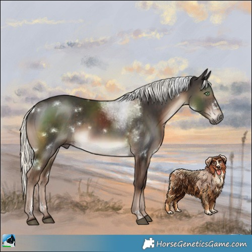 Horse Color:White Spotted Liver Chestnut Mushroom Rabicano 