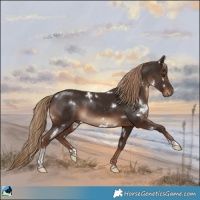 Horse Color:White Spotted Liver Chestnut Tobiano