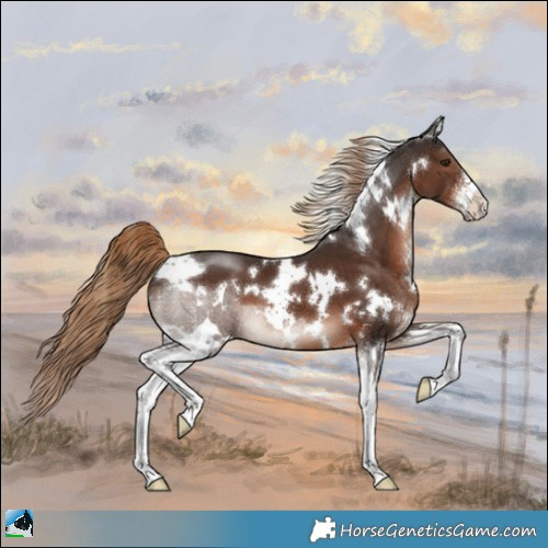 Horse Color:White Spotted Liver Chestnut Sabino 