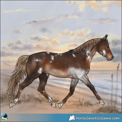 Horse Color:White Spotted Liver Chestnut Tobiano 