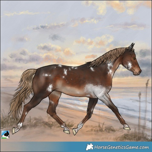Horse Color:White Spotted Liver Chestnut Tobiano