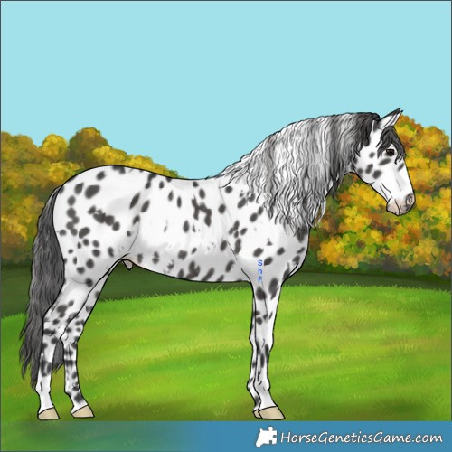 Horse Color:White Spotted Black Appaloosa Rabicano 