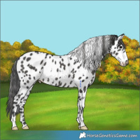 Horse Color:White Spotted Black Appaloosa Rabicano