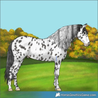 Horse Color:White Spotted Black Appaloosa Rabicano