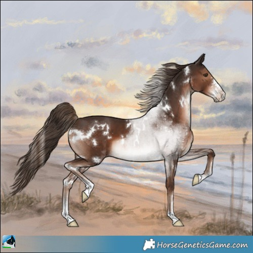 Horse Color:White Spotted Liver Chestnut Sabino 