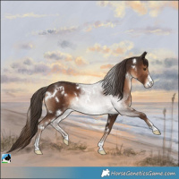 Horse Color:White Spotted Liver Chestnut Sabino