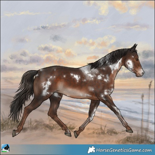 Horse Color:White Spotted Liver Chestnut Sabino