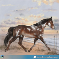 Horse Color:White Spotted Liver Chestnut Sabino 