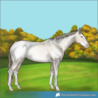 Horse Color:Brown Snowdrop Pearl Splash Snowcap Rabicano 
