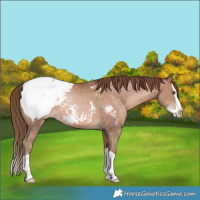 Horse Color:Brown Pearl Splash Appaloosa Rabicano