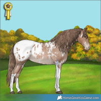 Horse Color:White Spotted Black Pearl Tobiano Appaloosa Rabicano 