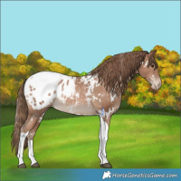 Horse Color:White Spotted Black Pearl Tobiano Appaloosa Rabicano 