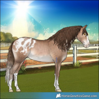 Horse Color:Brown Pearl Splash Appaloosa Rabicano 