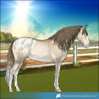 Horse Color:Brown Snowdrop Pearl Splash Appaloosa Rabicano 