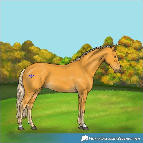 Horse Color:Palomino