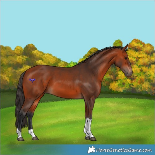Horse Color:Bay Tobiano 