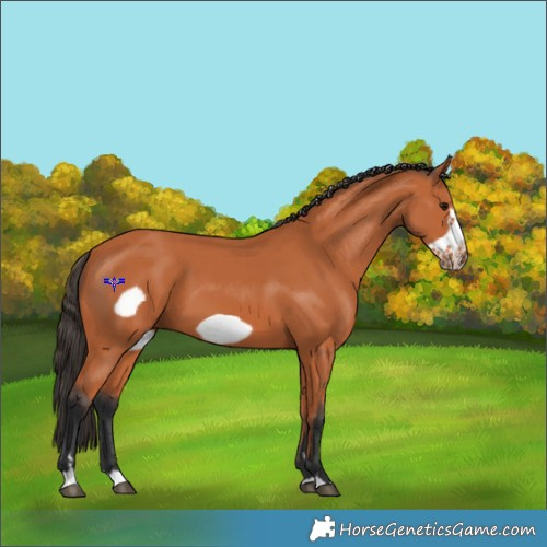 Horse Color:Bay Frame 