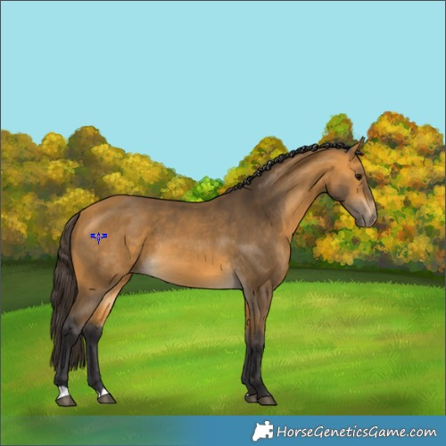 Horse Color:Buckskin 