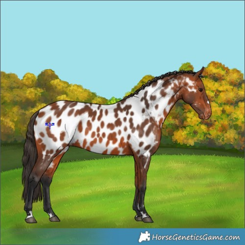 Horse Color:Bay Appaloosa