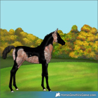 Horse Color:Void Bay Ice Splash Tobiano Rabicano