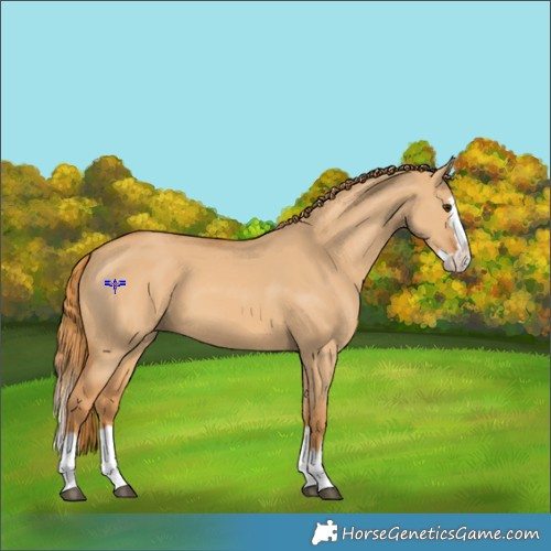 Horse Color:Red Dun Splash 